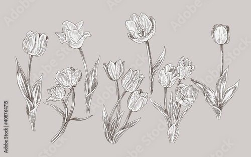 realistic line art illustration tulip flower set photo