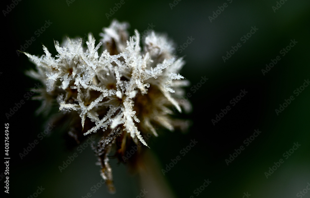 Eisblumen auf dem trockenen Blütenstand einer Staude Eisblumen auf dem trockenen Blütenstand einer Staude