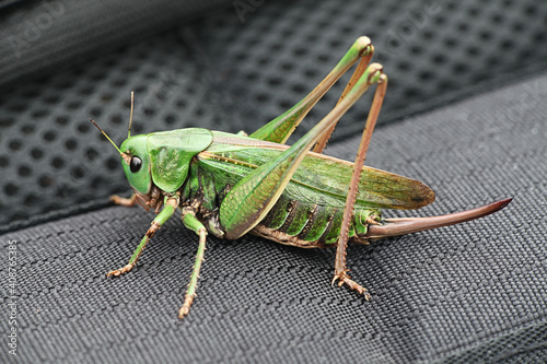 Decticus verrucivorus, a bush-cricket known as the wartbiter photo