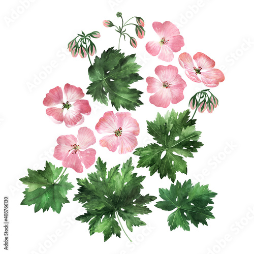 Watercolor illustration with inflorescences, flowers, buds and leaves of the geranium plant