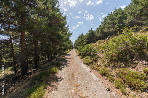 dirt road in a Sierra Nevada pine forest