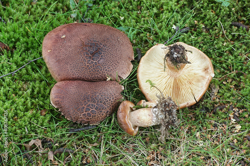 Tricholoma imbricatum, known as the matt knight, wild mushroom from Finland photo