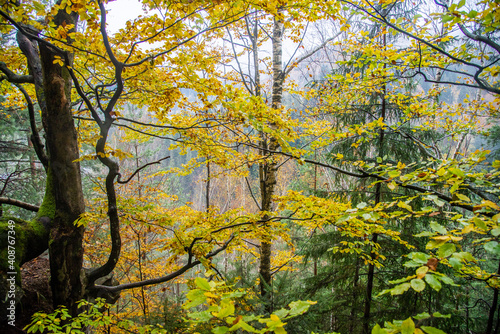 Fototapeta Naklejka Na Ścianę i Meble -  Forest with autumn leaves. Carpathian, Ukraine