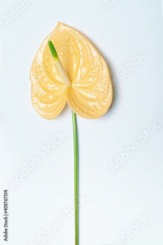 Single beautiful anthurium flower.