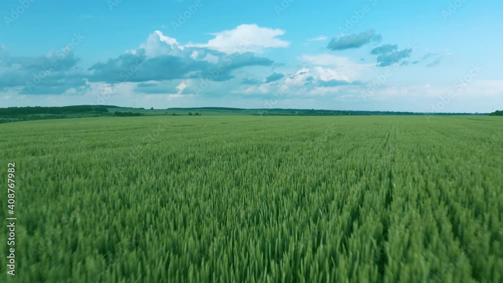 Flight over a green wheat field, clear blue sky. Agricultural industry. Flight over a green wheat field, clear blue sky. Agricultural industry.