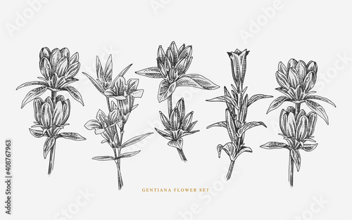 realistic Gentiana Flower Line art Illustration set  photo
