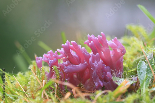 Clavaria zollingeri, also called Clavaria lavandula, commonly known as Violet Coral or the magenta coral, wild fungus from Finland