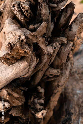 Fototapeta Naklejka Na Ścianę i Meble -  Zbliżenie na pień drewna, konar., naturalne tło, piękna tekstura z wieloma szczegółami.