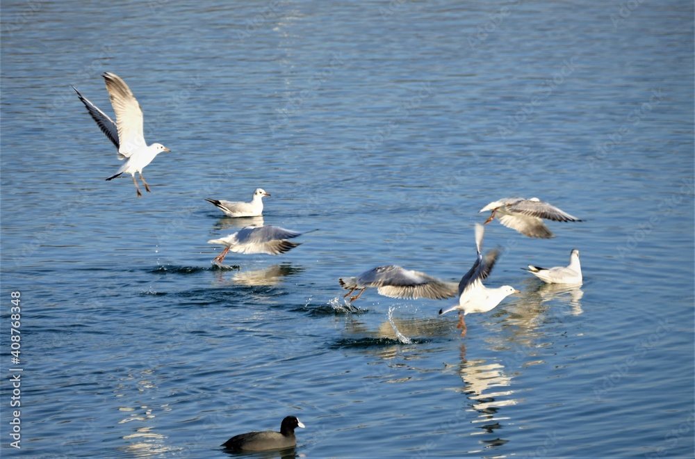Flock of seagull fly over the water