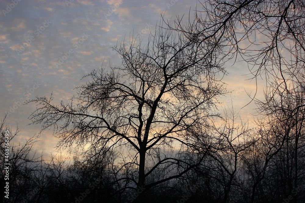 Silhouette of a tree with branches over beautiful sky Silhouette of a tree with branches over beautiful sky