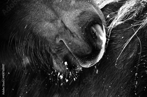 Canvas Print Closeup to pony’s muzzle