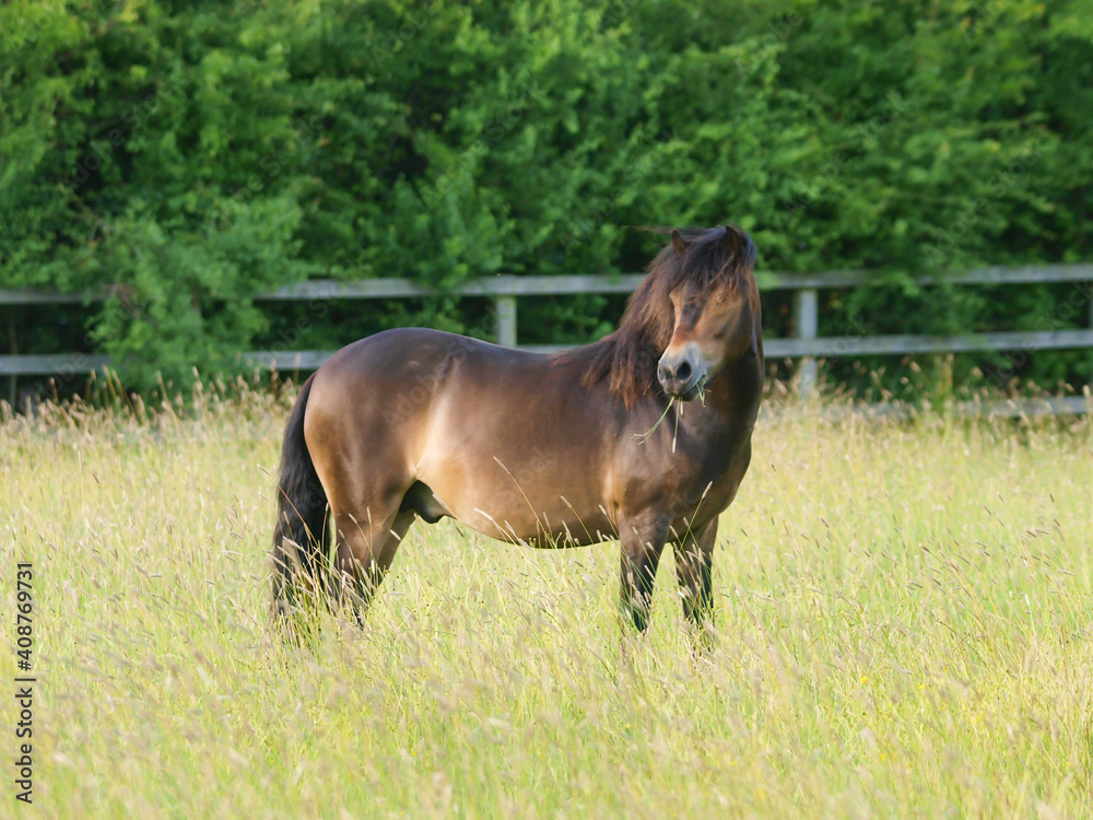 Fototapeta premium Exmoor Pony
