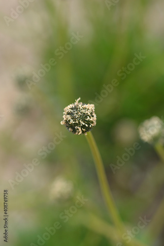 Common globularia