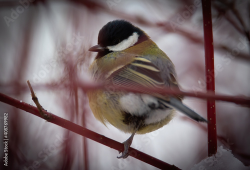 Parus major sitting on a branch in winter and in the snow photo