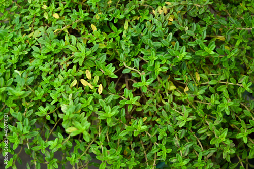 Thyme plant. Organic fresh herb. Thymus vulgaris herbal plant. Fresh foliage. Garden, park or wild nature plant. Beautiful summer nature.