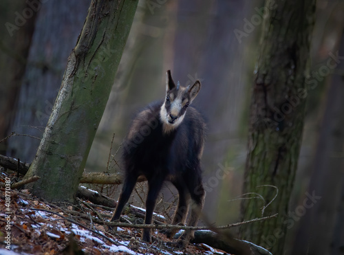 A chamois cub lost in the woods looking for a way.
