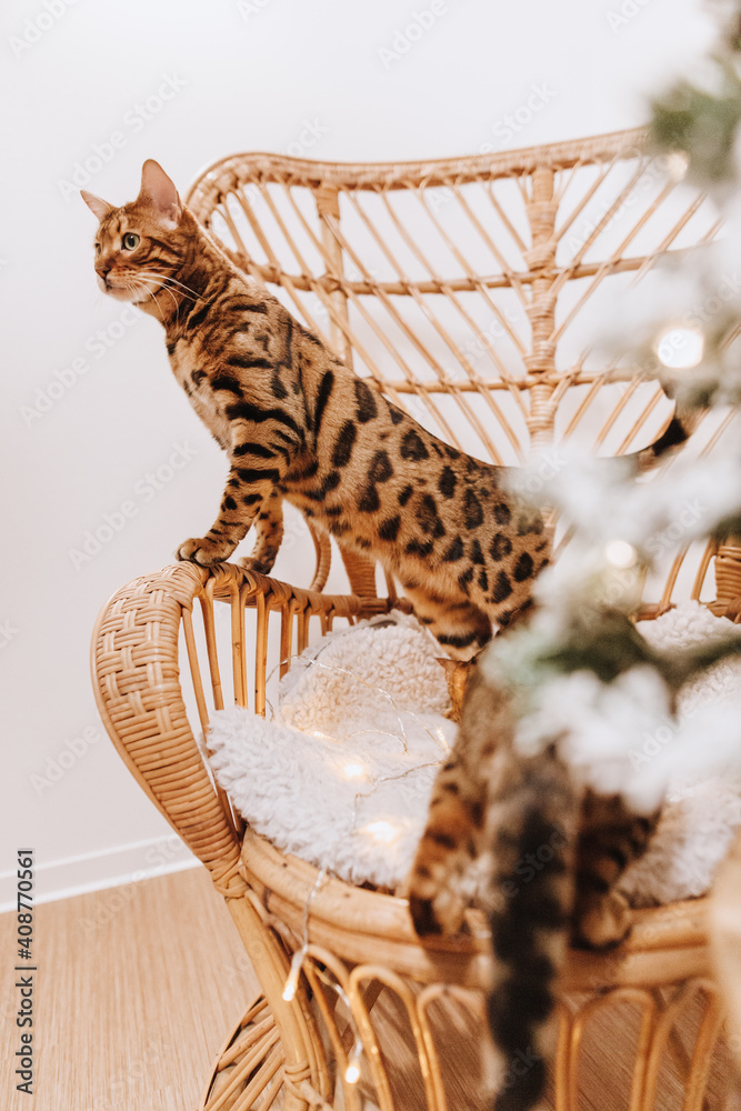 Obraz premium Bengalkatzen Kater Katze Bengal an Weihnachten
