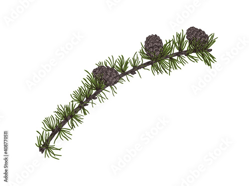 Vector illustration of the hand drawn larch branch with cones isolated on white background
