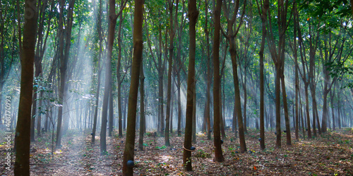 ray of sun in the middle of rubber tree plantation