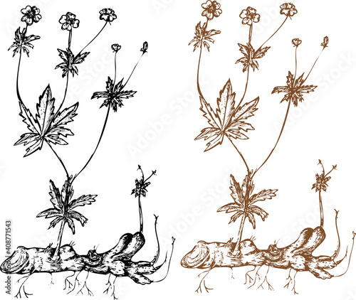 Botanical drawing, sketch, plants cinquefoil,potentilla,bloodroot, for diaries, medicines, pharmacies photo