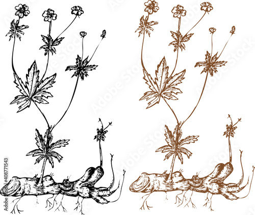 Botanical drawing, sketch, plants cinquefoil,potentilla,bloodroot, for diaries, medicines, pharmacies
