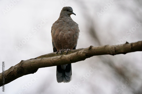 turtle dove on the branch