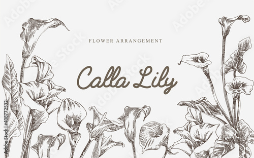 Vintage illustration calla lily flower 