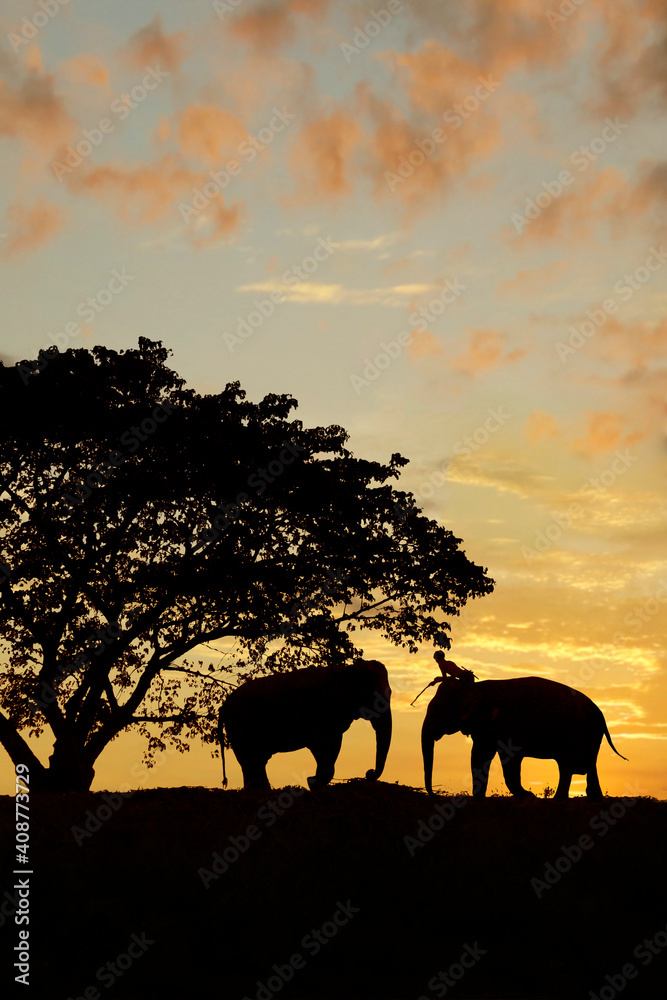 silhouette of 2 elephants under a tree during sunset