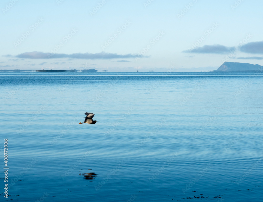 Fototapeta premium ducks on the lake