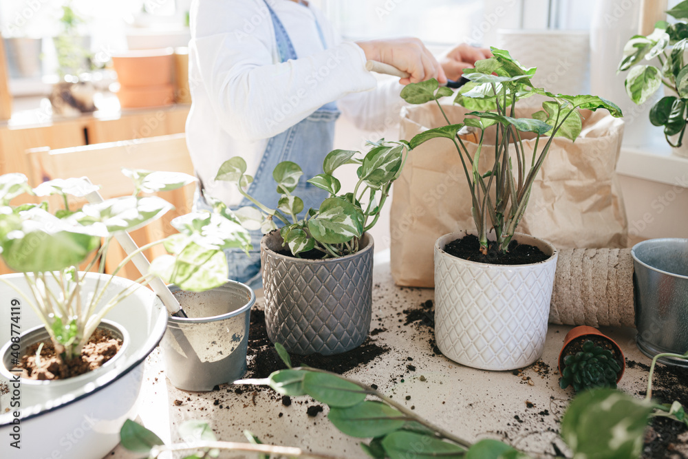 Adorable 5 year child girl is planting a houseplant in pot at home. Adorable 5 year child girl is planting a houseplant in pot at home.