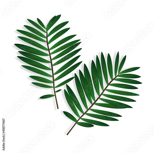 Palm branch realistic illustration in green, vibrant colors. It is applicable for the decoration of printed materials, design, decoration. Two branches with shadows. © Siarhei