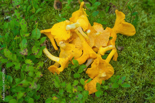 Edible mushrooms lie on forest moss.