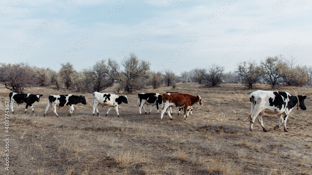 A small herd of adult cows walk through a dry field in search of green grass. Almost all cows are black and white. One of the cows is red. High quality photo A small herd of adult cows walk through a dry field in search of green grass. Almost all cows are black and white. One of the cows is red. High quality photo