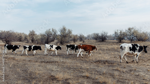 A small herd of adult cows walk through a dry field in search of green grass. Almost all cows are black and white. One of the cows is red. High quality photo © Ekaterina Bag