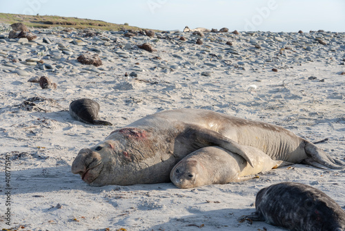 The southern elephant seal (Mirounga leonina) © Johannes Jensås