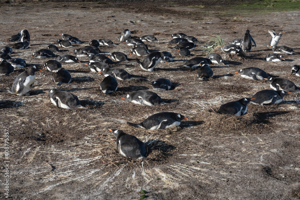 Gentoo penguin colony at Sea Lion Island, Falklands.