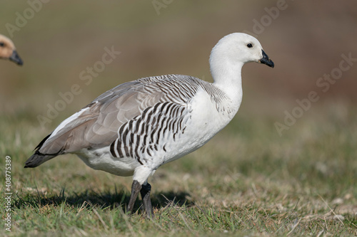 The upland goose or Magellan goose (Chloephaga picta) photo