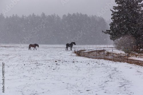 Two horses standing in snowy field in March after snowfall in Latvia