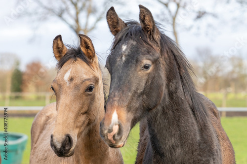 Two One year old horses in the pasture. A black and a brown, yellow foal. They stand side by side as friends. Selective focus