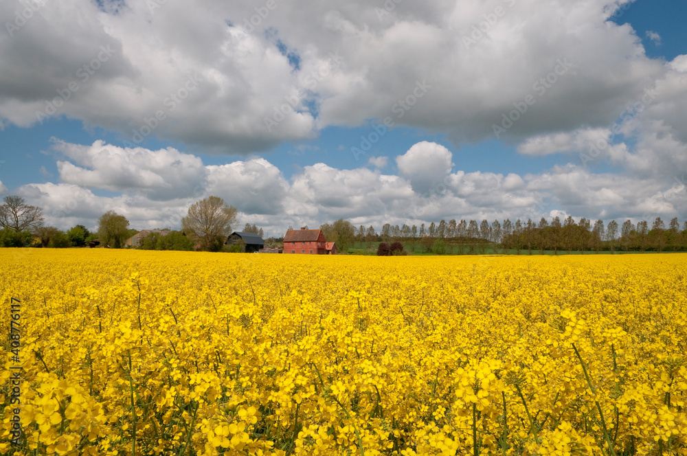 Rape field in UK Rape field in UK