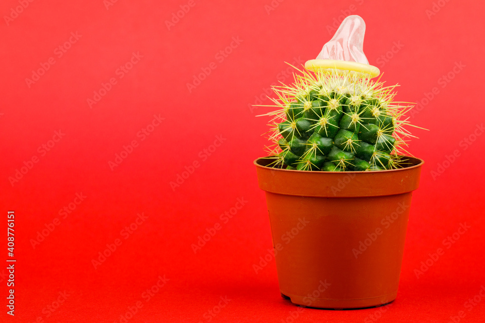 Cactus with a condom on a red background Cactus with a condom on a red background