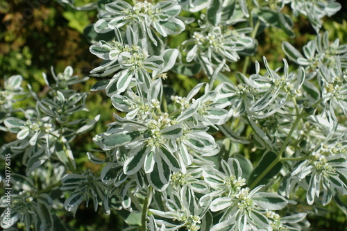 Greyish green and white foliage of whitemargined spurge in September