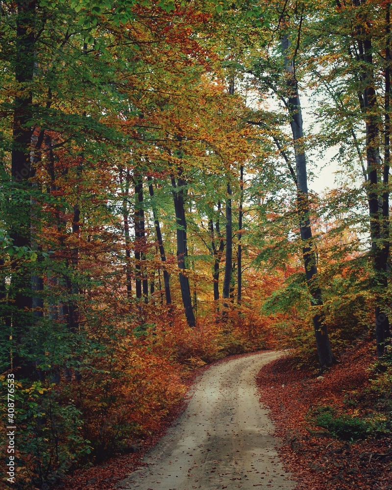 Obraz premium Road in autumn forest