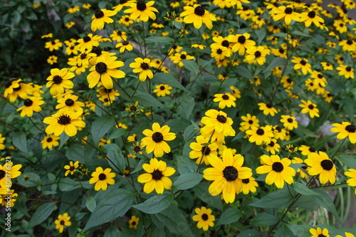 Numerous yellow flowers of Rudbeckia triloba in mid August