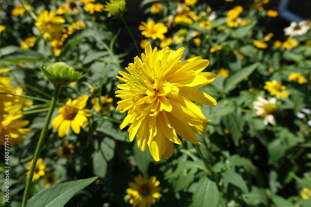 Side view of yellow flower of Rudbeckia laciniata Goldquelle in July Side view of yellow flower of Rudbeckia laciniata Goldquelle in July