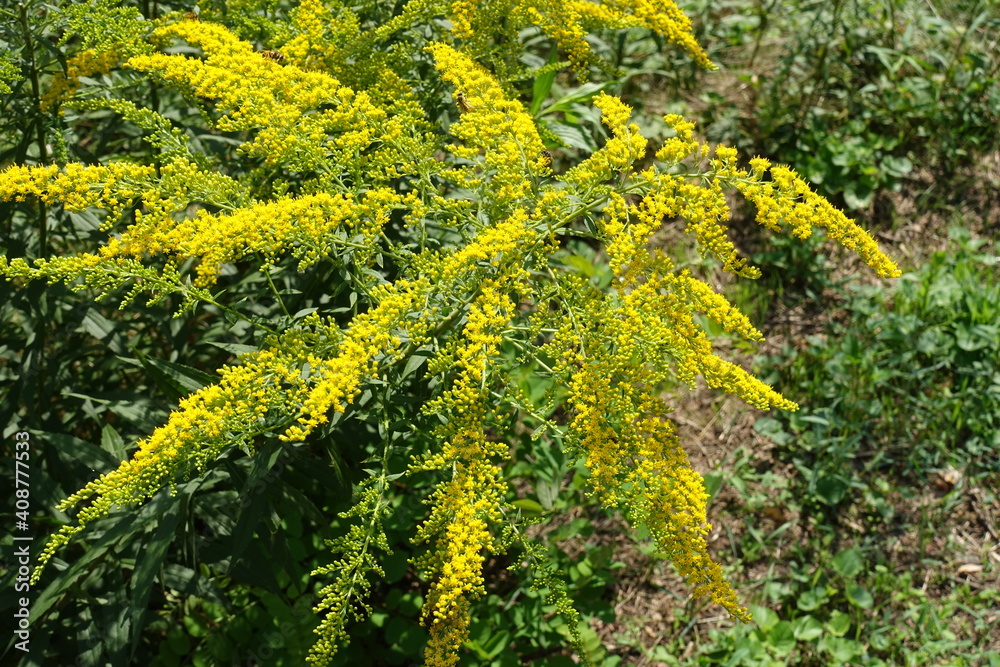 Corymbs of yellow flowers of Solidago canadensis in August