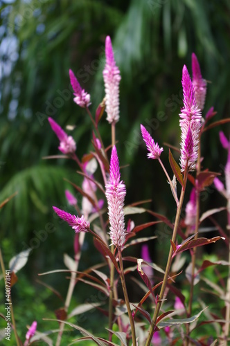 Purple Sharp Shape Flower at Garden