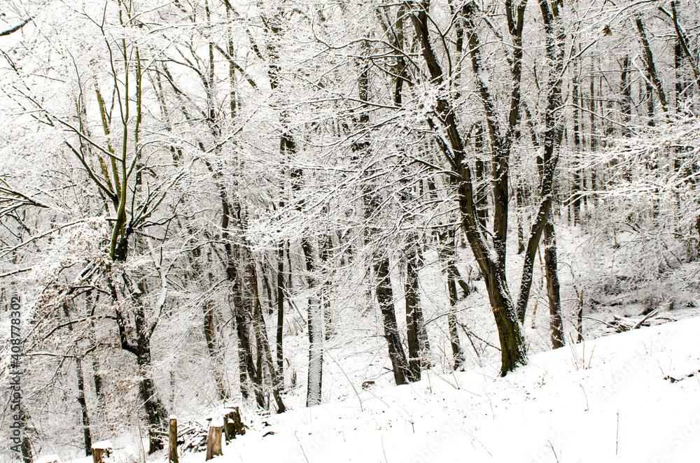 Fototapeta premium forest in winter with snow covered trees