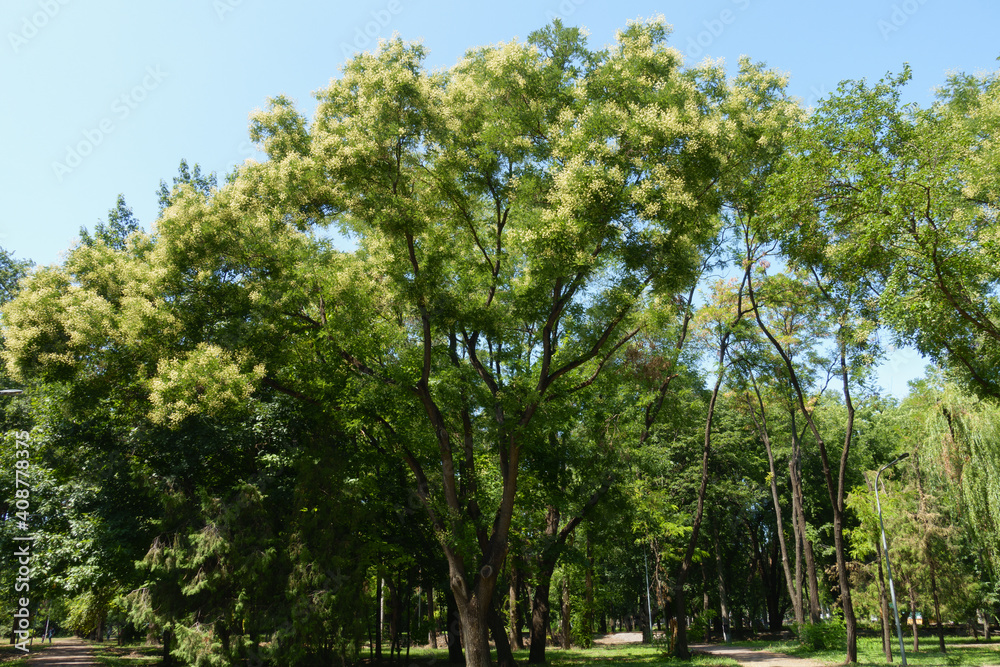 Tree of Sophora japonica in full bloom against blue sky in August Tree of Sophora japonica in full bloom against blue sky in August