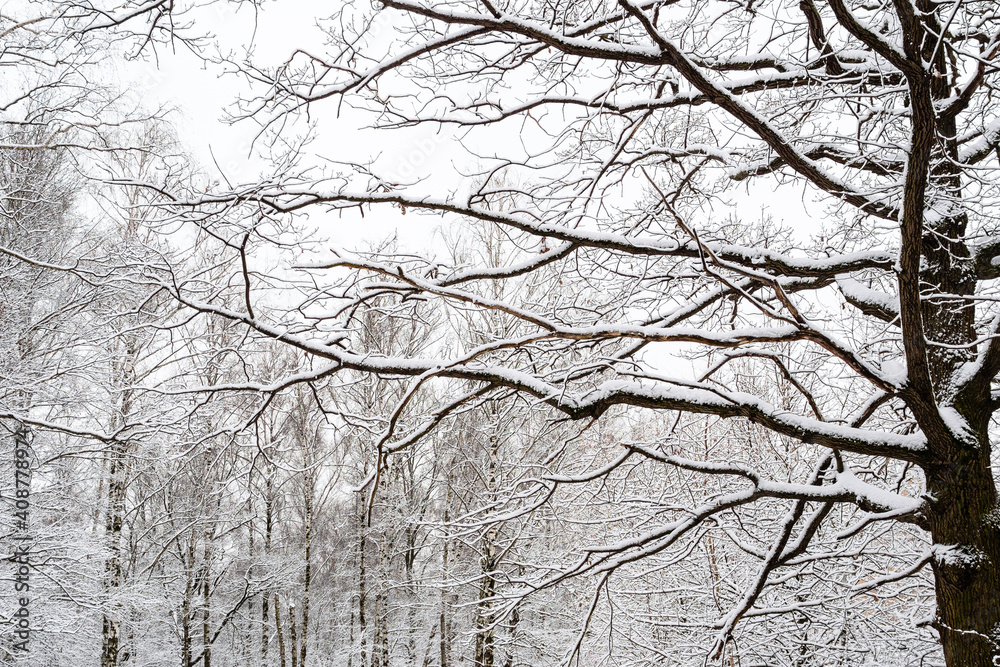 snow-covered black oak tree and birch grove in city park on overcast winter day snow-covered black oak tree and birch grove in city park on overcast winter day